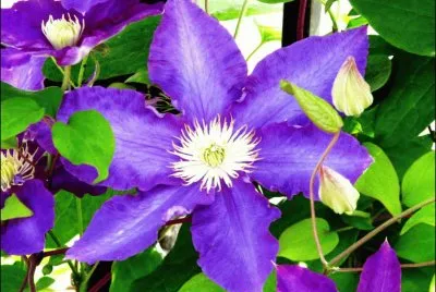 Beautiful Flower