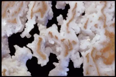 MARSU jigsaw puzzle