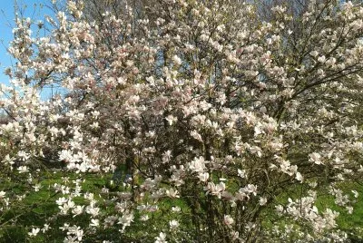 Fiori dal parco