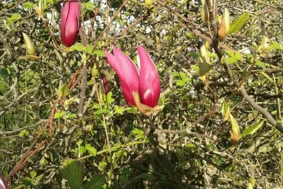 Fiori dal parco