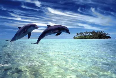 Delfines alegres