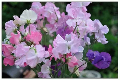 fleurs: pois de senteur