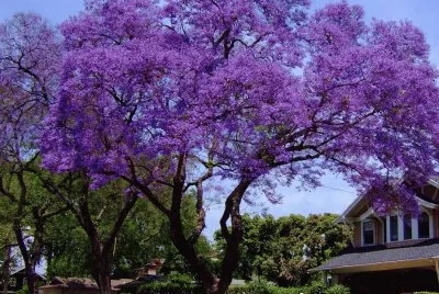 arbre: jacaranda mimosifolia jigsaw puzzle