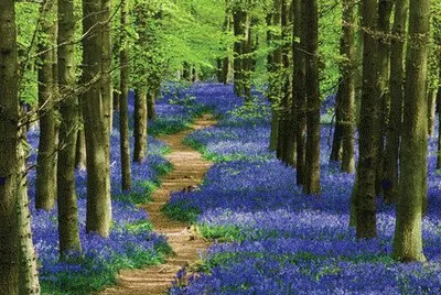 bois jigsaw puzzle