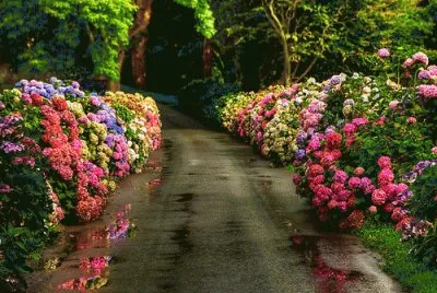 jardin