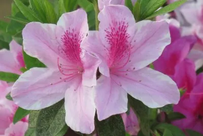 æœéµ‘èŠ±