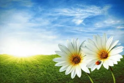 פאזל של Flowers