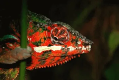 MARSU