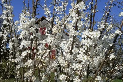 printemps