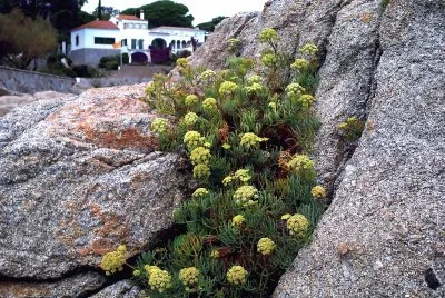 Natura