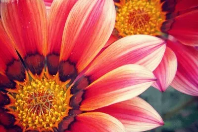 Gazania