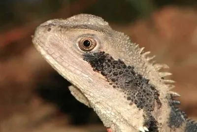 MARSU