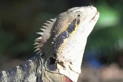 MARSU