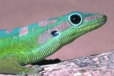 MARSU