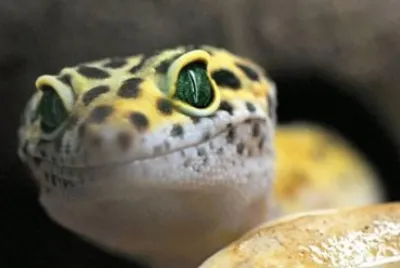 MARSU