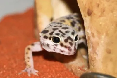 MARSU