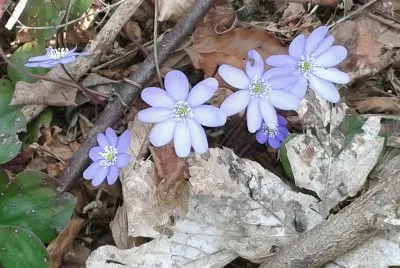 Fiori di mantagna