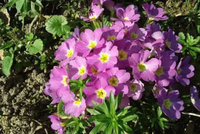 Fiori in montagna
