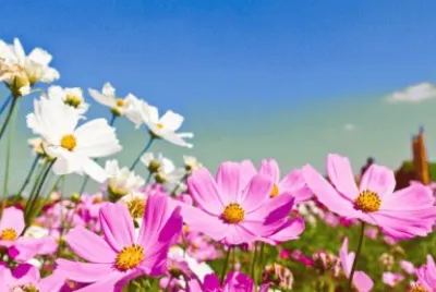 cÃ©u e flores