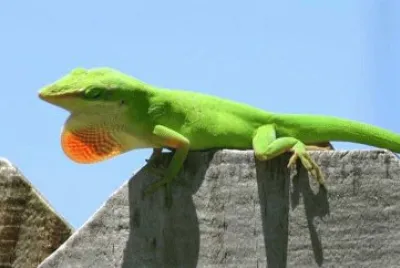 MARSU