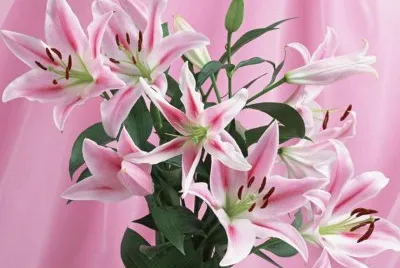 פאזל של Lillies