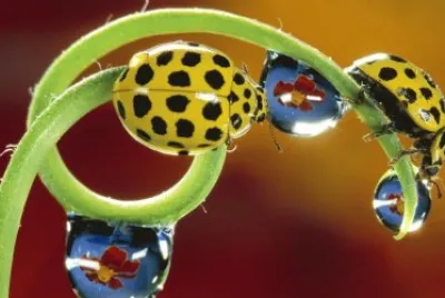 פאזל של Yellow Lady Bugs