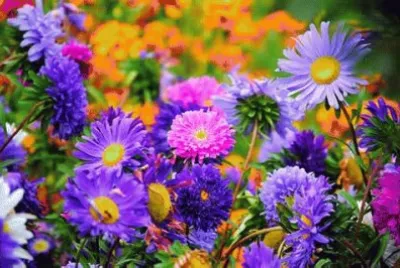 Summer jigsaw puzzle
