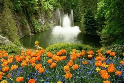 Dreams of Spring Flowers
