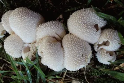 פאזל של Lycoperdon Curtisii