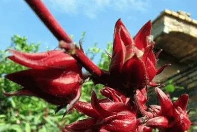 פאזל של Rosa de Jamaica