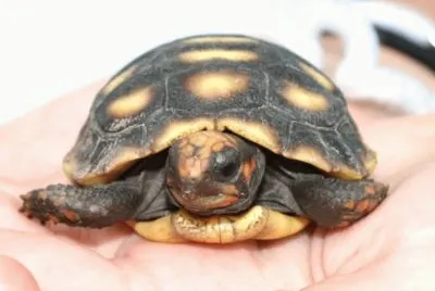 MARSU
