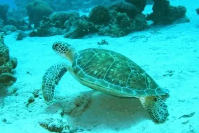 MARSU jigsaw puzzle