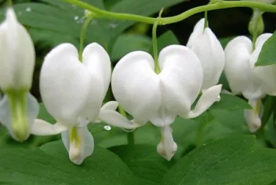 coeur de marie