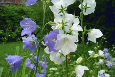 fleurs