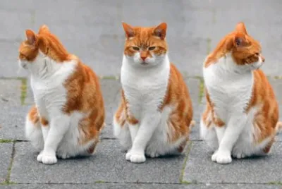 Red and White Cat Poses