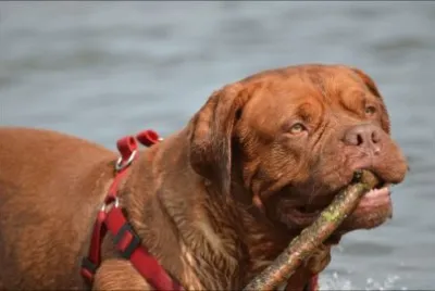 Dog With Stick
