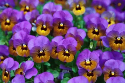 פאזל של Purple Pansies