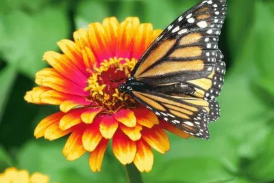פאזל של Monarch Butterfly on Flower
