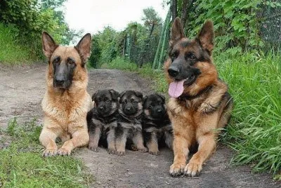 Familia Canina