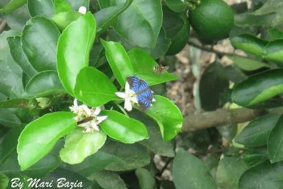 BORBOLETA