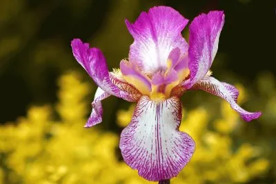 iris