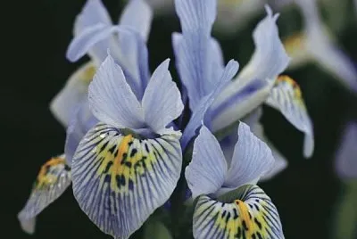 iris