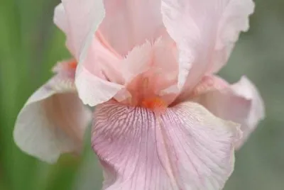 iris