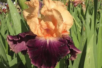 iris