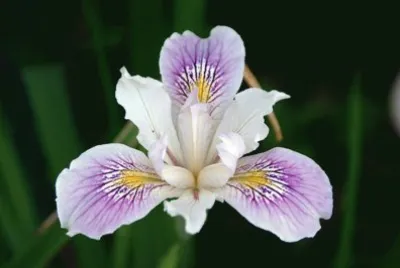iris