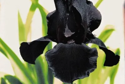 iris