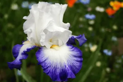 iris