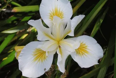 iris