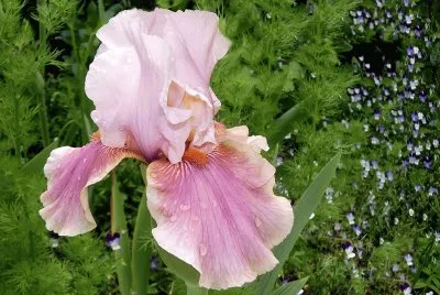iris