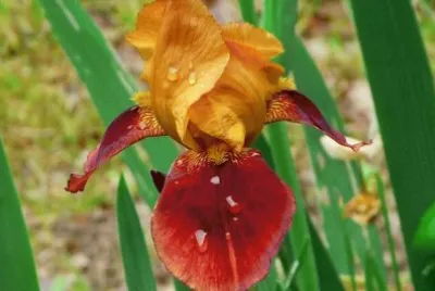 iris